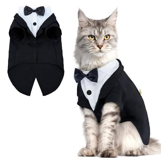 Cat dress